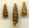 Cochlodina (Procochlodina)&nbsp;kuesteri